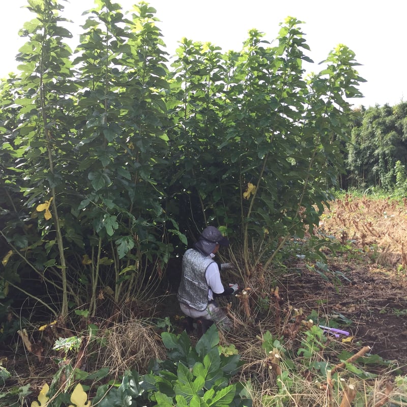 桑まっ茶　10袋　 諸木の桑抹茶（袋入・粉茶） 50g | 諸木農園