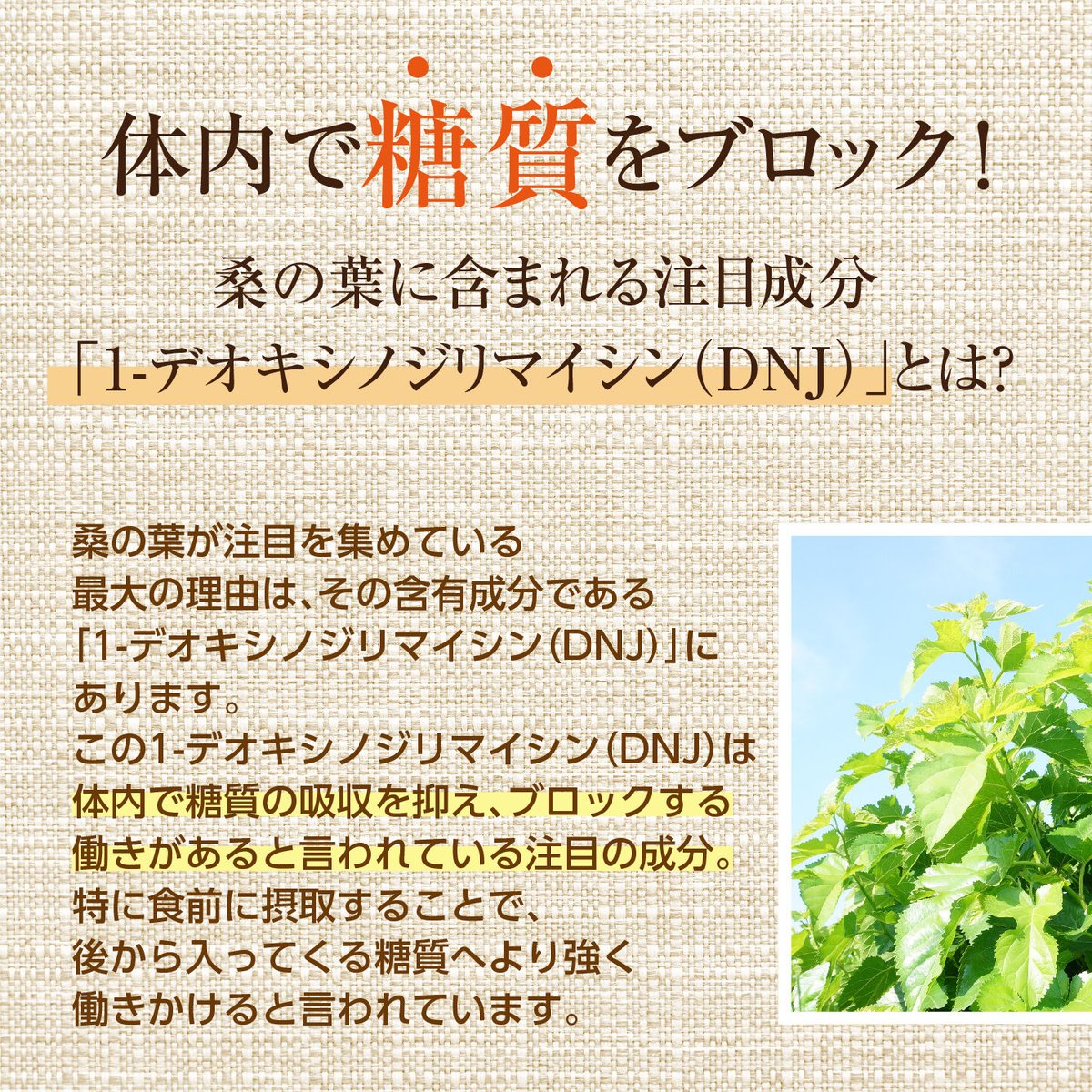 桑まっ茶　10袋　 楽天市場】【有機JAS認証】オーガニック桑茶 100g（1/3袋）諸木の桑