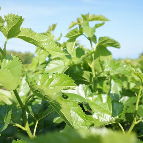 諸木の桑抹茶（袋入・粉茶） 50g