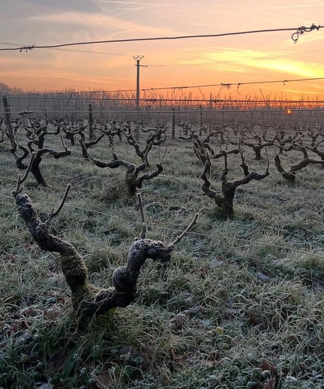 Gamay nature d'Aurele 2023 ガメイ ナチュール ドレール