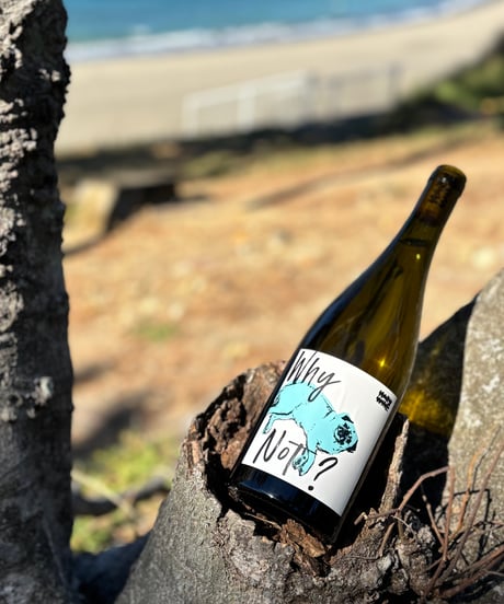 WHY NOT? CHARDONNAY 2023 ホワイ・ノット？ シャルドネ
