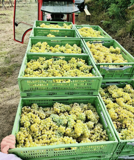 【ami hayama がお勧めする冬の贈り物】ドイツIMI Winery 赤白セット