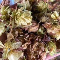 乾燥ホップ100g (B品)