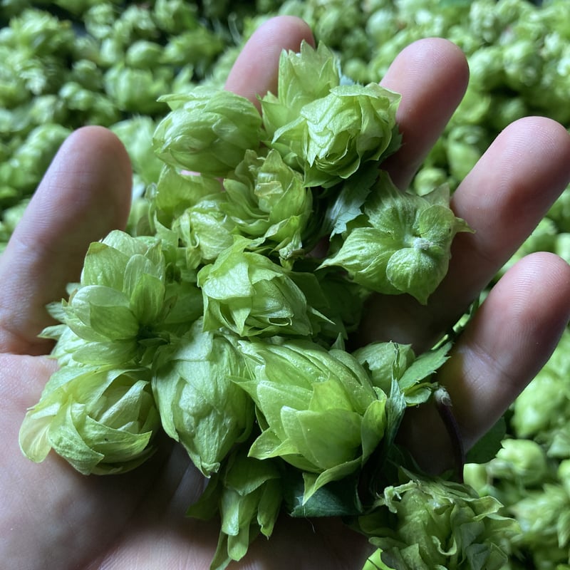 みんなでホッププロジェクト 2025 | ホップ屋 Hop Shop