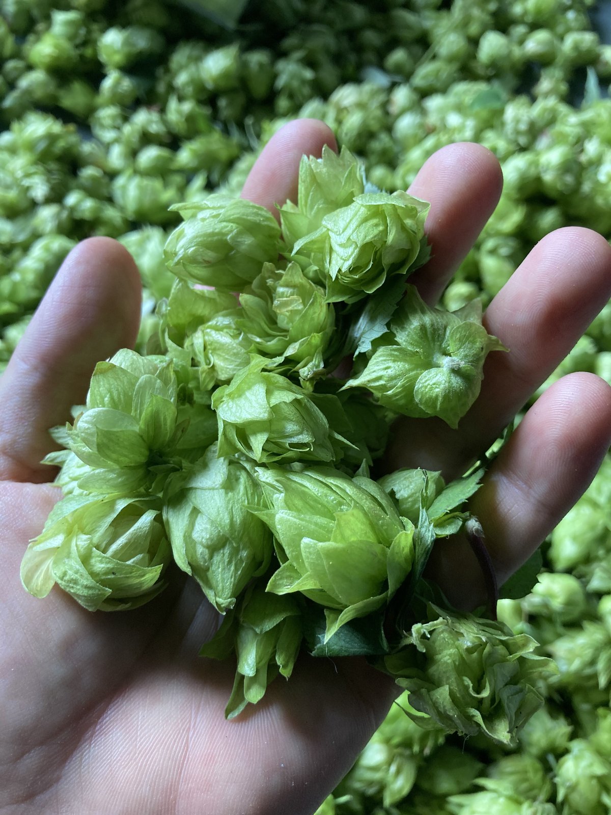 ほぼ転売ヤー「プロフ必見」 松の助@パパは転売ヤー (@osozakisedori) / Posts / X