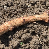 春の3倍キャンペーン　ホップ地下茎 オーガニック　ランダム3個　/　Random organic  hop rhizome　3 pieces