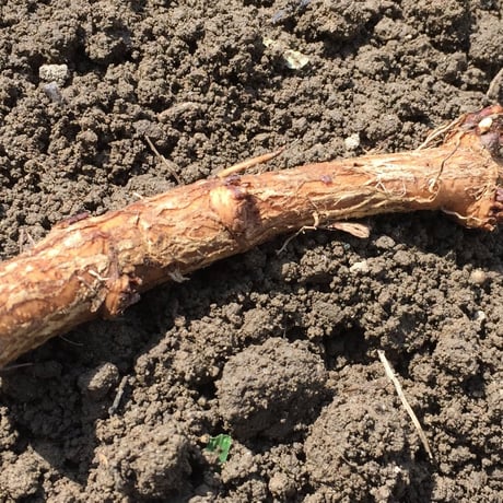 ホップ特大苗　『カスケード』 ホップ苗 カスケード | 強健な早生品種 - 花の館webshop本店