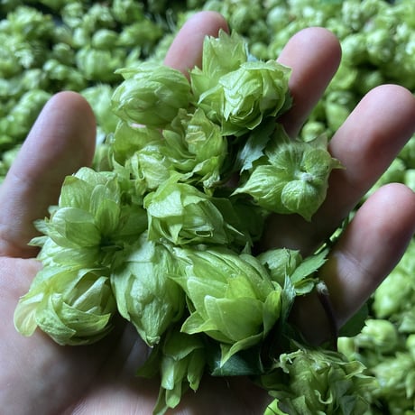 乾燥ホップ100g (チヌーク)