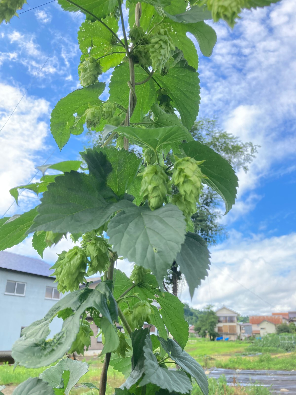 冷凍フレッシュホップ カスケード 300g 送料無料 | ホップ屋 Hop Shop