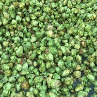 乾燥ホップ100g (クリスタル)