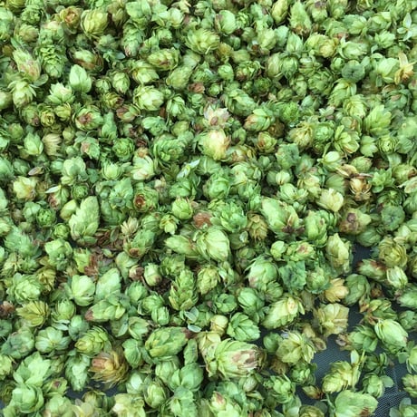乾燥ホップ500g (チヌーク)