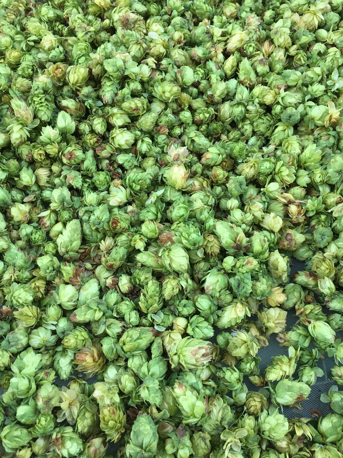 乾燥ホップ100g (チヌーク) | ホップ屋 Hop Shop
