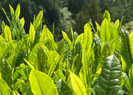 ③【通常購入】有機栽培・駿河天狗の養生煎茶（100g）×2袋セット