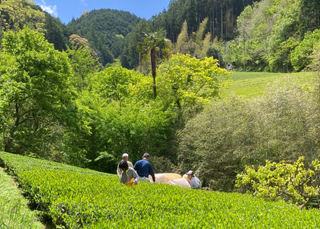 ③【通常購入】有機栽培・駿河天狗の養生煎茶（100g）×2袋セット
