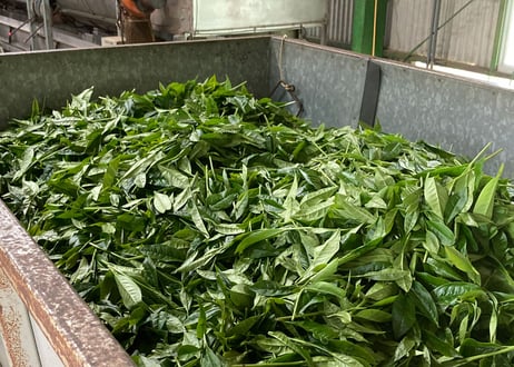 ①【定期便】（ご自宅用）有機栽培・駿河天狗の養生煎茶（100g）×2袋セット