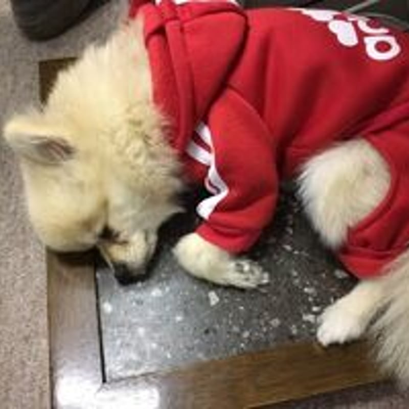 銀盤浴 足温器 円岩盤石開発センター 皇輝石岩盤浴足温器 1台