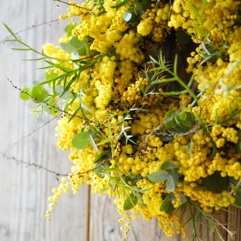 オーレアミモザの蕾とイエローのリース　春　クラスペディア　アリッサム オーレアミモザの蕾とイエローのリース 春 クラスペディア