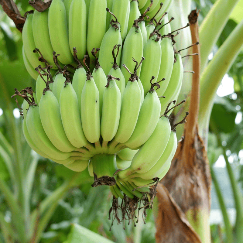 引き取りのみ！極耐寒性ジャパニーズ バナナ画像の群生全部セット