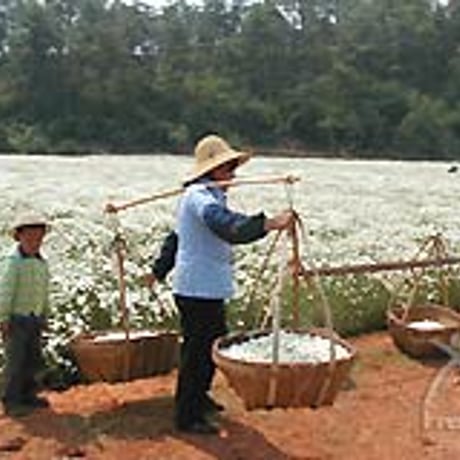 【ナチュラルかとり線香 30巻】天然除虫菊100%で、空気を汚さず安心・安全