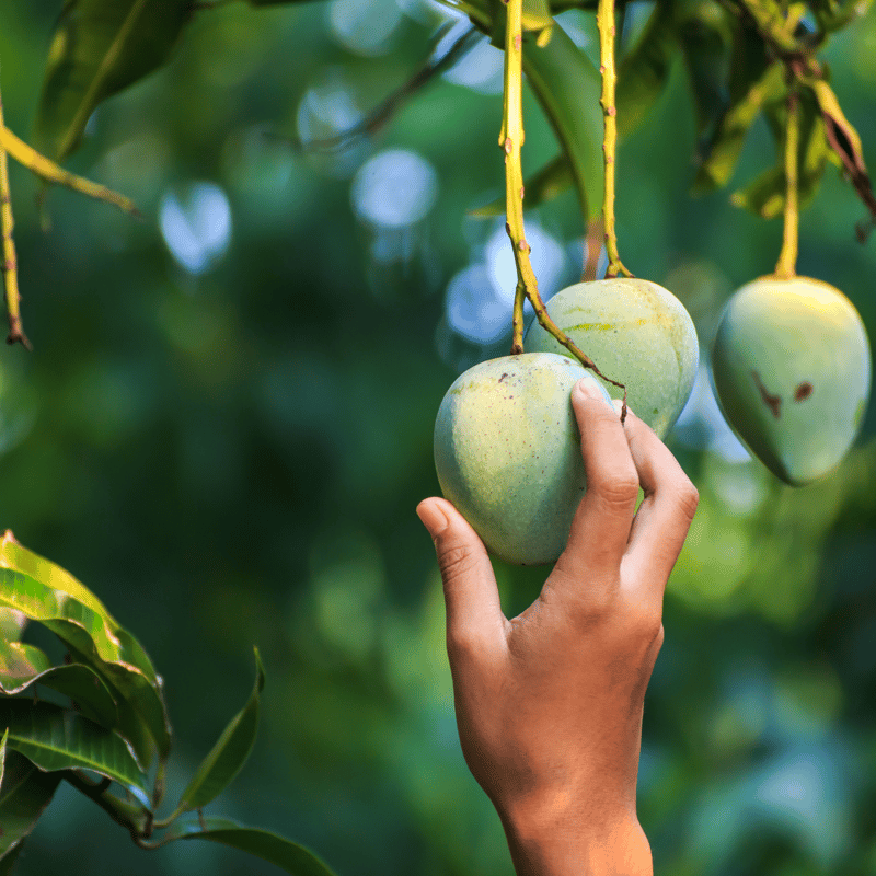ナチュラルドライフルーツ・ミックス 55g】 迷ったらこれ！5種の味わい