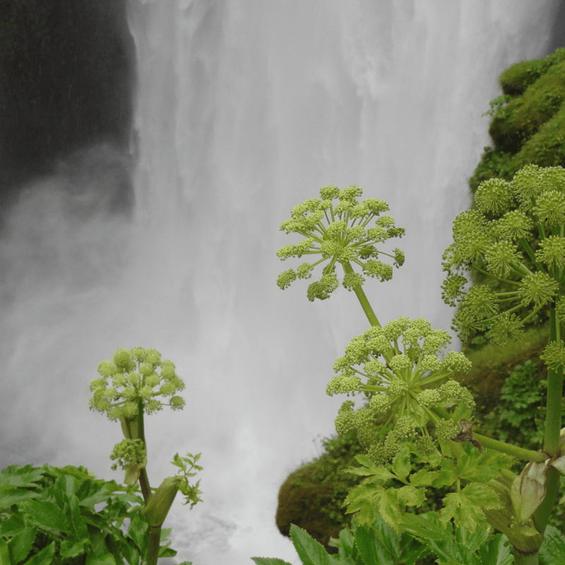 エッセンシャルオイルブレンド：慈香(JICOH) 5ml】国産ヒノキ×ローズ