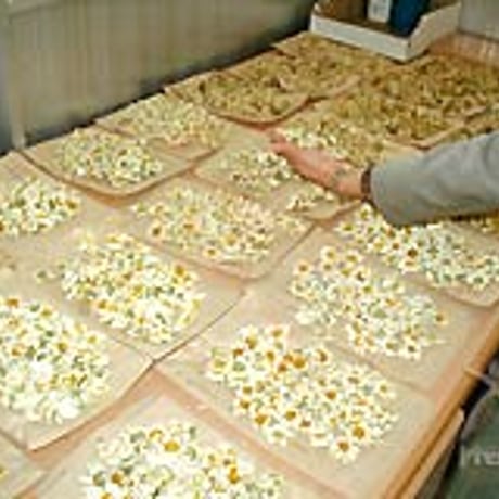 【天然除虫菊パウダー 300g】ふりかけるだけで、家や庭の虫除けに。天然除虫菊100%で安全・よく効く
