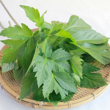 【あしたばソース 120g】薬草の恵みを、グルメに味わう。明日葉の生ペストソース