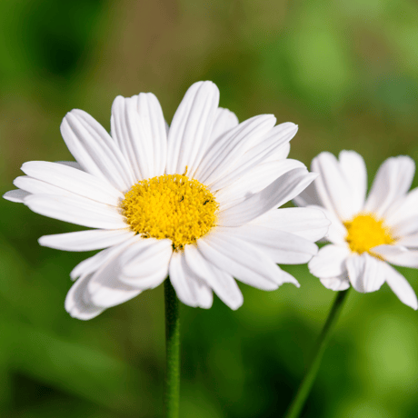【ナチュラルかとり線香 30巻】天然除虫菊100%で、空気を汚さず安心・安全