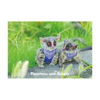 PIZZATORU Post Card /ポストカード [ピザトルとサラミー]
