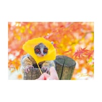 PIZZATORU Post Card /ポストカード [イチョウなトロチー]