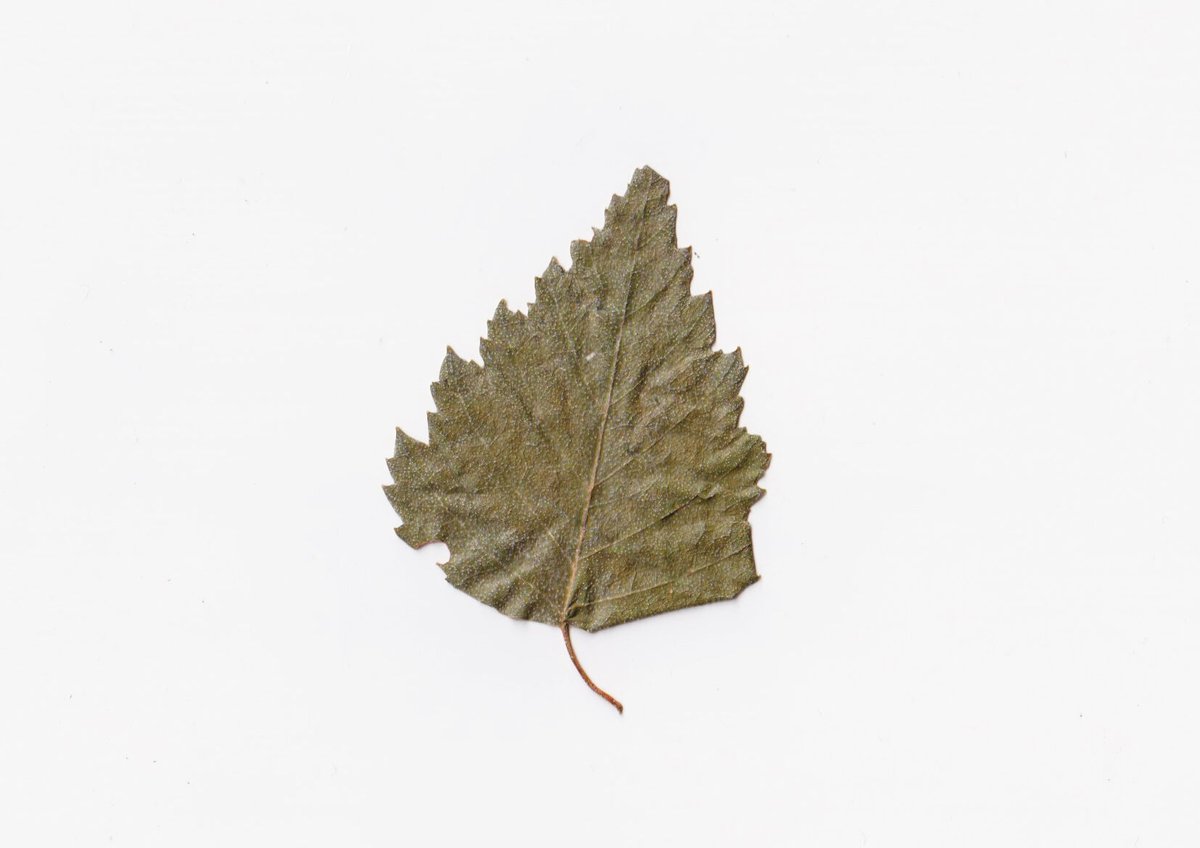 やぎさんのヴイヒタ3束 やぎさんのヴィヒタ3束 - メルカリ