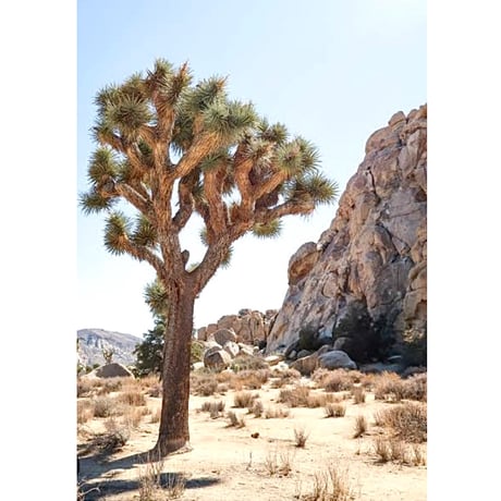 JOSHUA TREE NATIONAL PARK CAP・MINT CONDITION