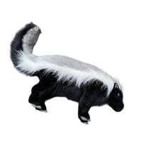 New HANSA SKUNK Size-65×25×15cm