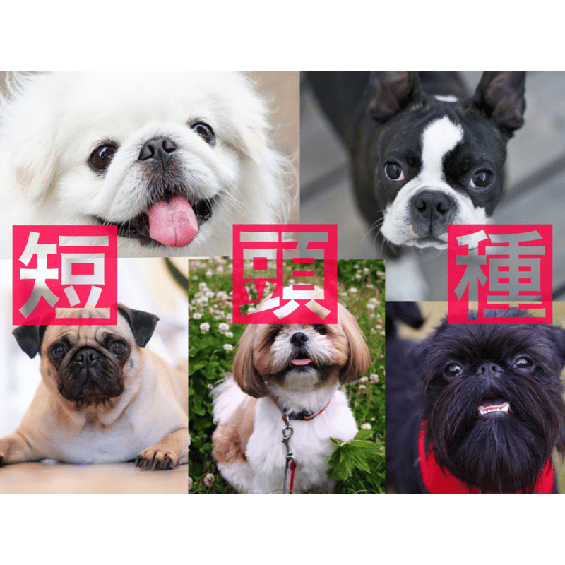 Zoom版犬種別セミナー「短頭種（フレブル、ブルドック、ボストン