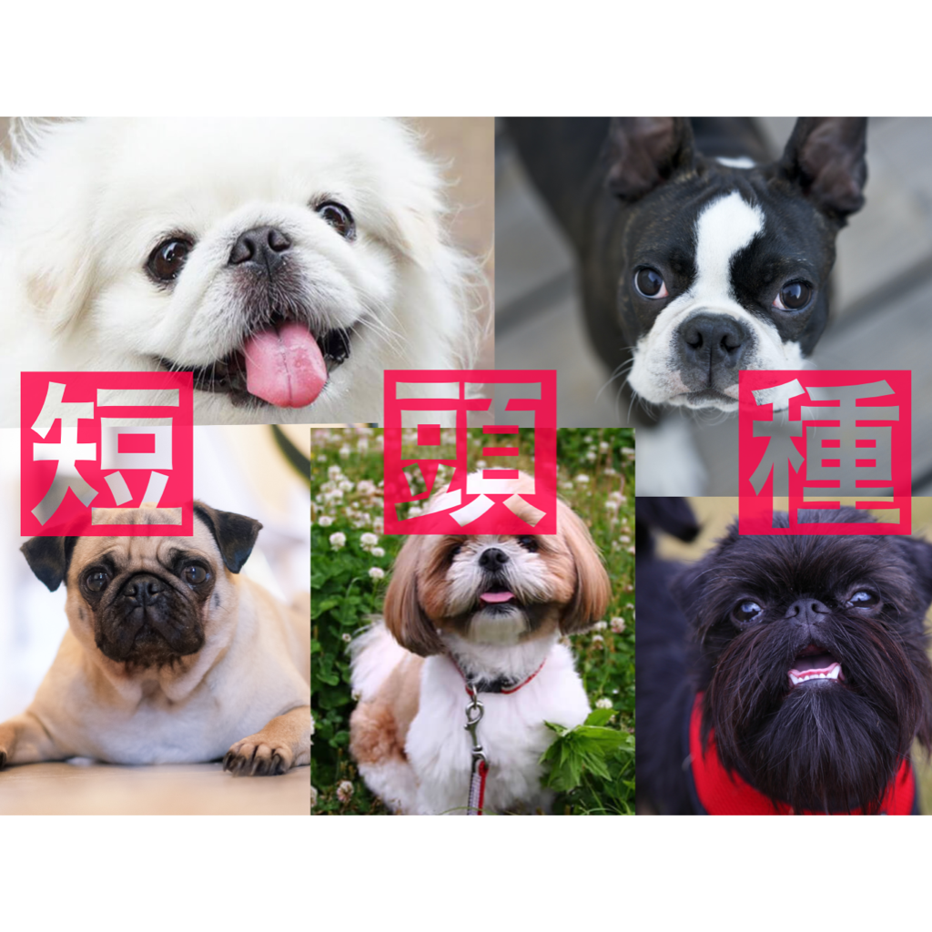 Zoom版犬種別セミナー「短頭種（フレブル、ブルドック、ボストン