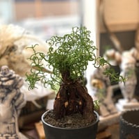 mesutokurema