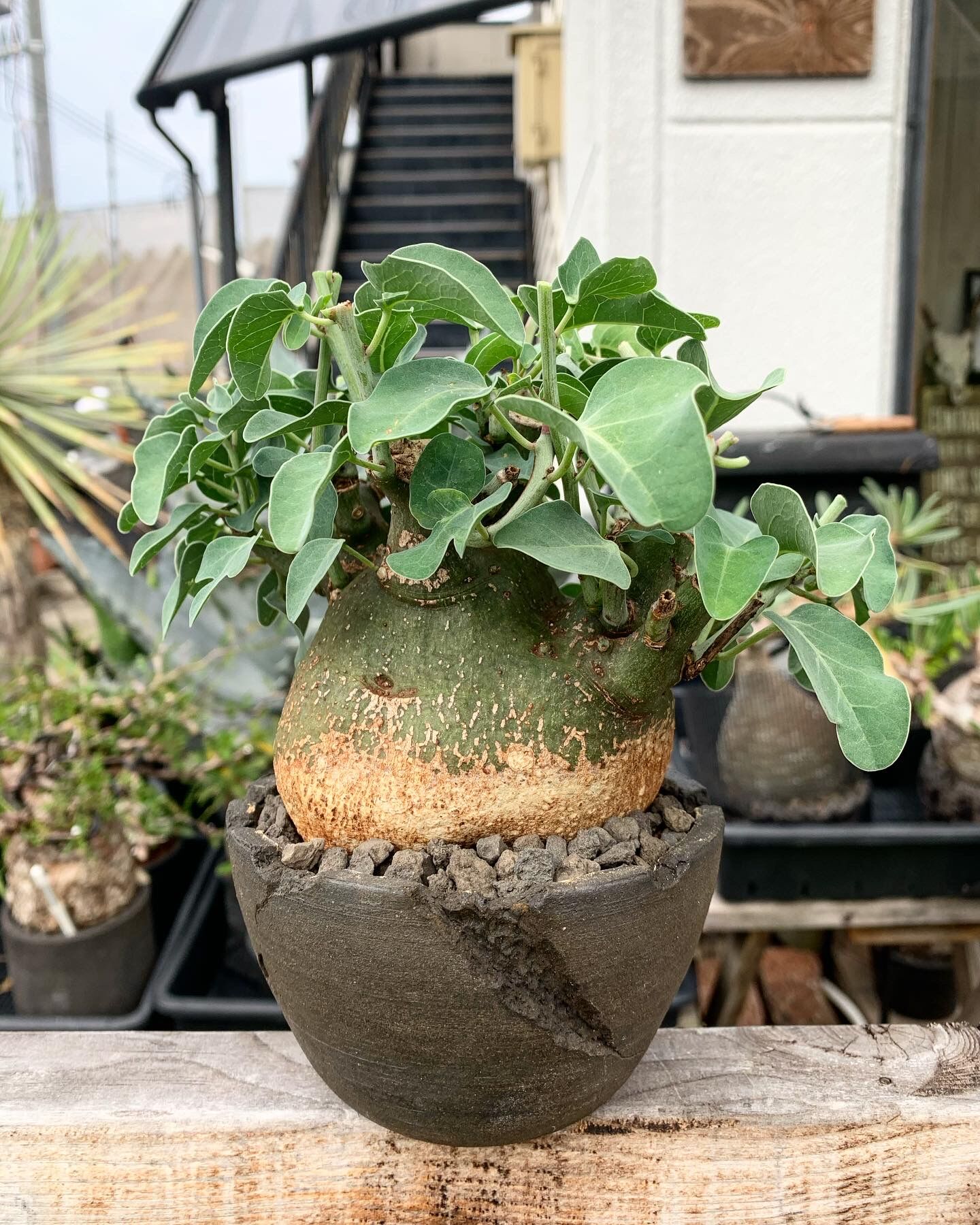 アデニアスピノーサ　塊根植物 約23cm 発根済み　鉢付き original