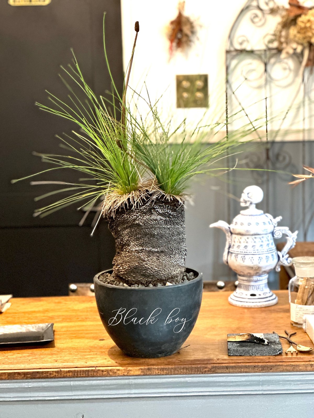 ブラックボーイ | GN PLANT ブラックボーイ | GN PLANT