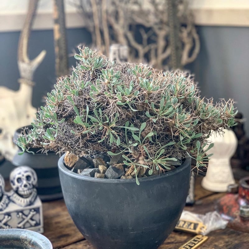 667 黒鬼城 オトンナ ユーフォルビオイデス コーデックス 実生 10株同