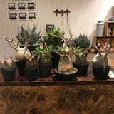 GN PLANT