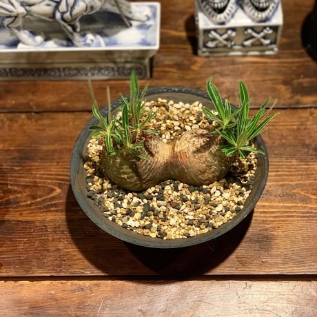 double gurakirisu
