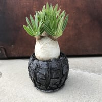特白ホワイトイノピナツム