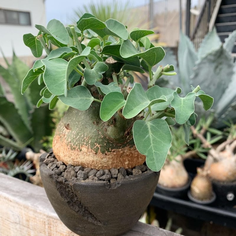 アデニア スピノーサ | GN PLANT