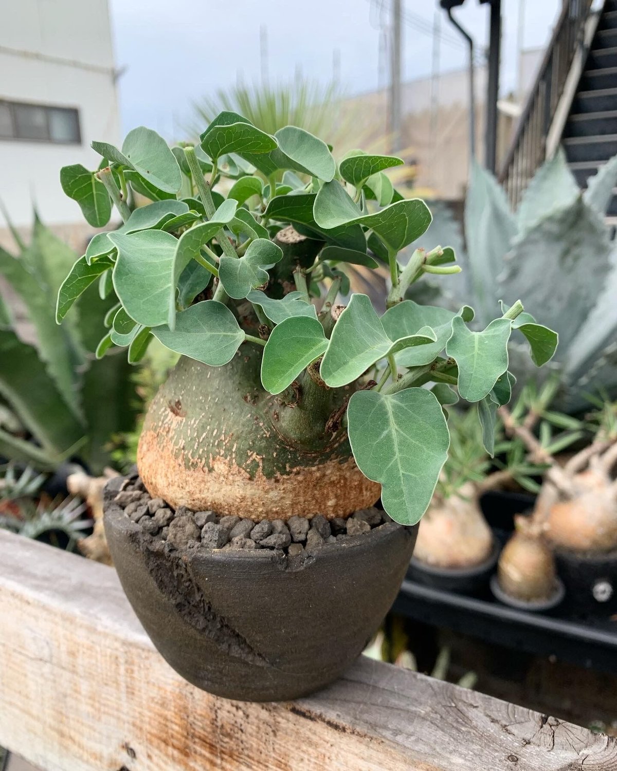 アテニア☆まとめ売り fit=scale-down,w=1200