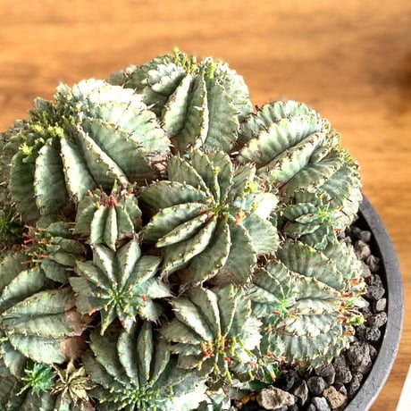 yuhorubia horida