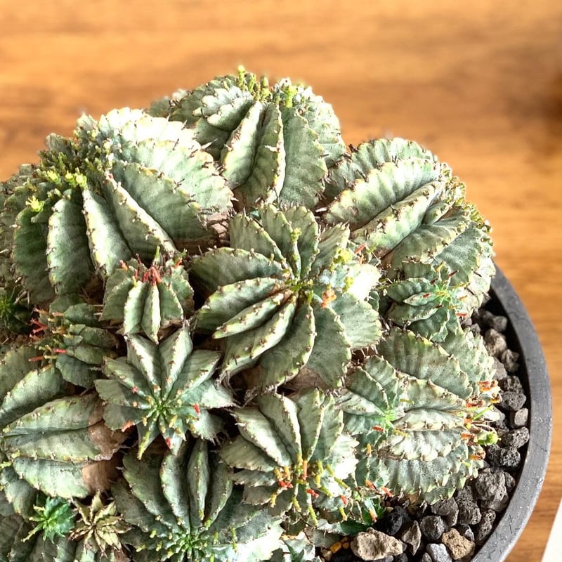 yuhorubia horida | GN PLANT