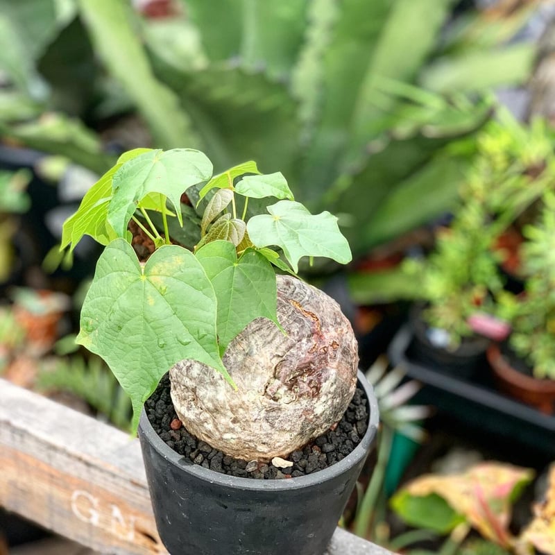 firumiana kororata | GN PLANT