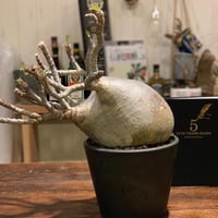 collection gurakirisu