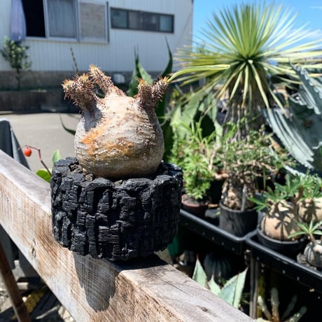 pakipodhiumu gurakirisu