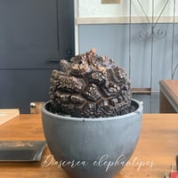 アフリカ亀甲竜